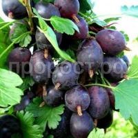 крыжовник черный (1)