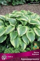 Хоста Форчуна Ауреомаргината