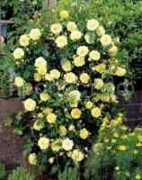 Без названия