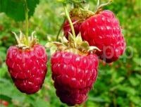 НоменклатураПрисоединенныеФайлы НоменклатураПрисоединенныеФайлы