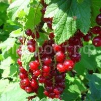 смородина красная щедрая
