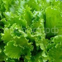 С110050_1 С110050_1