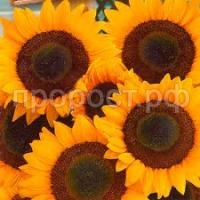 Без названия (4) Без названия (4)