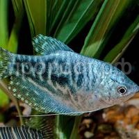 Гурами золотой Гурами золотой