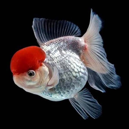 Рыба Оранда красная шапочка