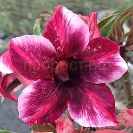 Адениум PurpleKing DESERT ROSE 3шт Адениум PurpleKing DESERT ROSE 3шт