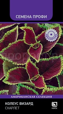 Поиск Колеус Визард Скарлет 10шт 