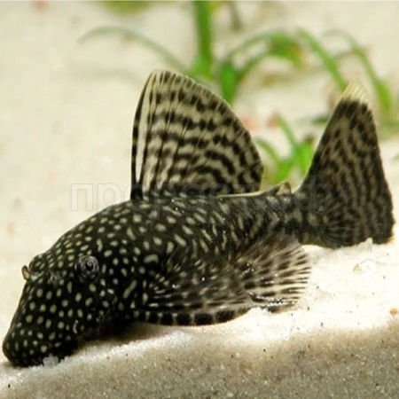 Рыба Анциструс обыкновенный S