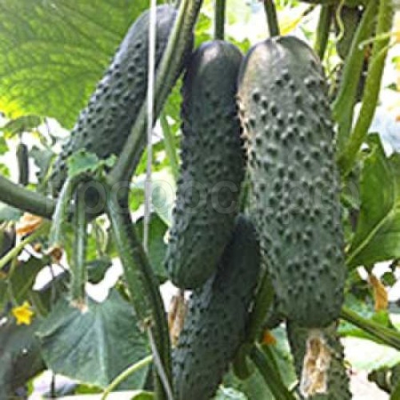 Огурец Седрик F1 500 шт