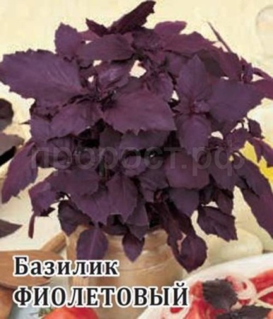 Базилик Фиолетовый 10 г