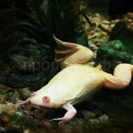 Квакша австралийская голубая S Квакша австралийская голубая S