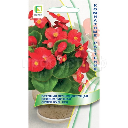 Поиск Комн. Бегония вечноцветущая зеленолистная Супер Кул Ред 10шт Поиск Комн. Бегония вечноцветущая зеленолистная Супер Кул Ред 10шт
