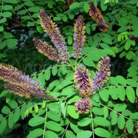 Аморфа кустарниковая (Amorfa fruticosa) 25 шт