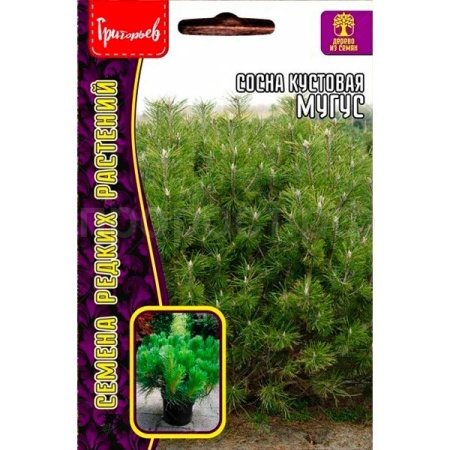 Сосна кустовая Муугус 10 шт Сосна кустовая Муугус 10 шт