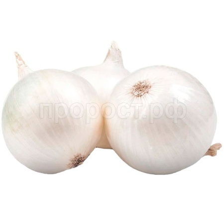 Лук-севок Стардаст Лук-севок Стардаст