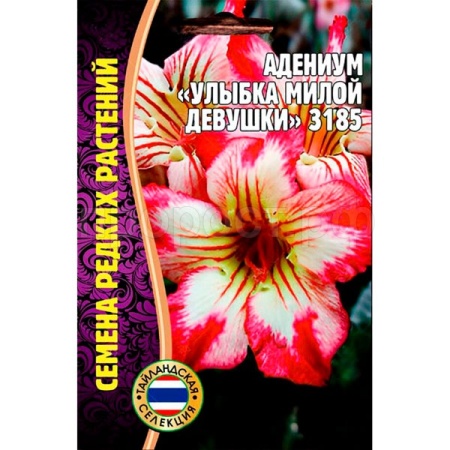 Адениум Улыбка милой девушки 3185 3шт Адениум Улыбка милой девушки 3185 3шт
