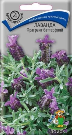 Лаванда Фрагрант баттерфляй 20шт