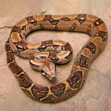 Змея Удав императорский Boa constrictor imperator VPI
