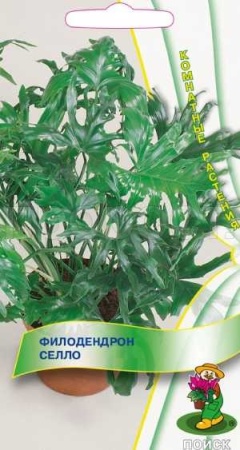 Филодендрон селло 3шт