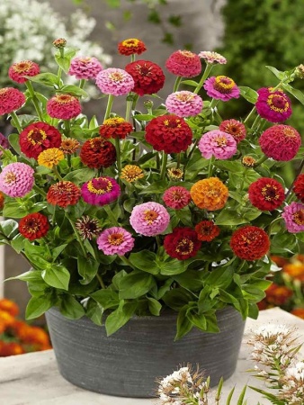 Цинния Лилипут смесь 0,2г Цинния Лилипут смесь 0,2г