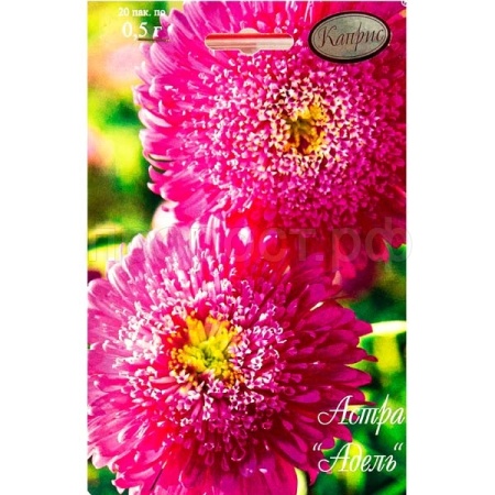 Астра Адель Принцесса Малиновая 20*0,5