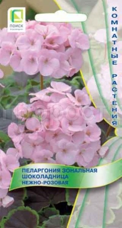 Пеларгония зональная Шоколадница Нежно-розовая 5шт