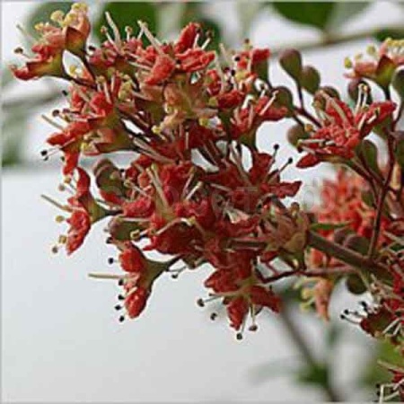 Хна (Lawsonia inermis) 10шт