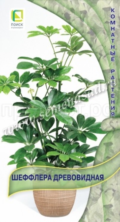 Шеффлера древовидная 5шт