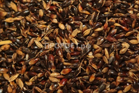 Сидерат Суданская трава 0,5кг