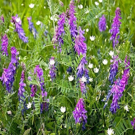 Семена вики 1 кг Семена вики 1 кг